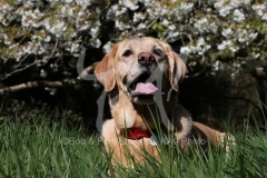 Retriever - Yellow Labrador