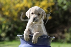 Retriever - Yellow Labrador