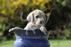 Retriever - Yellow Labrador