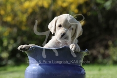 Retriever - Yellow Labrador
