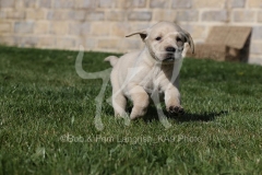 Retriever - Yellow Labrador