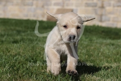 Retriever - Yellow Labrador