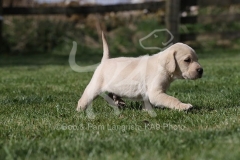 Retriever - Yellow Labrador