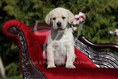 Retriever - Yellow Labrador