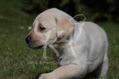 Retriever - Yellow Labrador