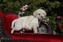 Retriever - Yellow Labrador