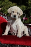Retriever - Yellow Labrador