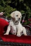 Retriever - Yellow Labrador