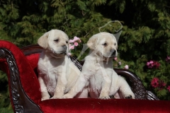 Retriever - Yellow Labrador