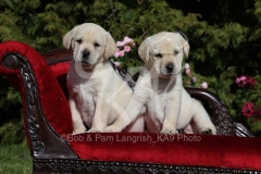 Retriever - Yellow Labrador