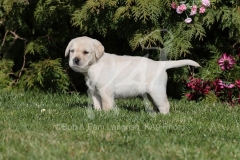Retriever - Yellow Labrador