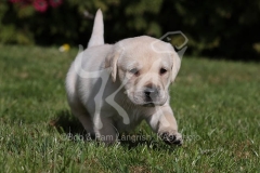 Retriever - Yellow Labrador