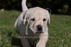 Retriever - Yellow Labrador