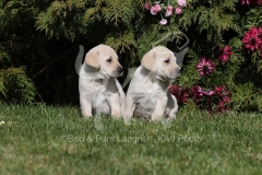 Retriever - Yellow Labrador