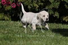 Retriever - Yellow Labrador