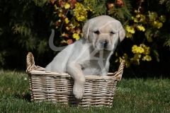 Retriever - Yellow Labrador
