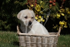 Retriever - Yellow Labrador
