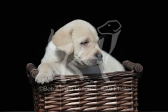 Retriever - Yellow Labrador