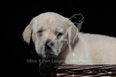 Retriever - Yellow Labrador