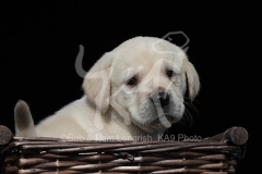 Retriever - Yellow Labrador