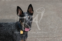 Australian Heeler