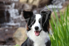 Collie - Border