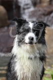 Collie - Border