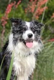 Collie - Border