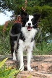Collie - Border