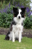 Collie - Border
