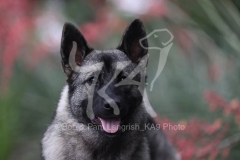 Elkhound - Norwegian