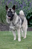 Elkhound - Norwegian