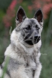 Elkhound - Norwegian