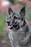 Elkhound - Norwegian