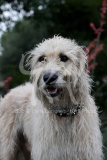 Irish Wolfhound