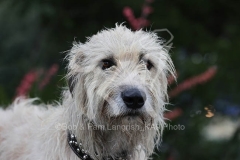 Irish Wolfhound