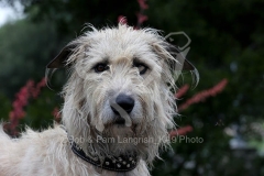 Irish Wolfhound