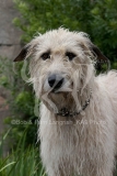 Irish Wolfhound