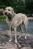 Irish Wolfhound