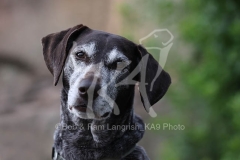 Pointer - German Shorthaired