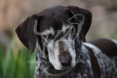 Pointer - German Shorthaired