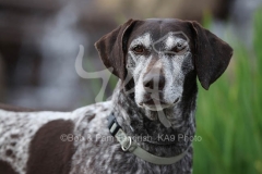 Pointer - German Shorthaired