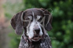 Pointer - German Shorthaired