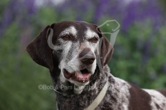 Pointer - German Shorthaired
