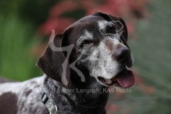 Pointer - German Shorthaired