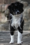 Shepherd - Australian