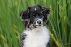 Shepherd - Australian