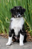 Shepherd - Australian