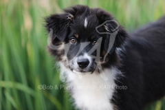 Shepherd - Australian