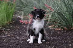 Shepherd - Australian